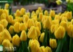 Tulipa Vedi Napoli ® (3)